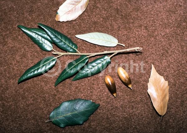 Brown blooms; Evergreen; Needles or needle-like leaf; North American Native