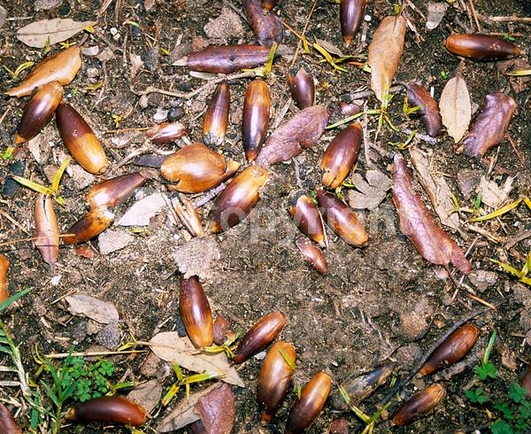 Brown blooms; Evergreen; Needles or needle-like leaf; North American Native