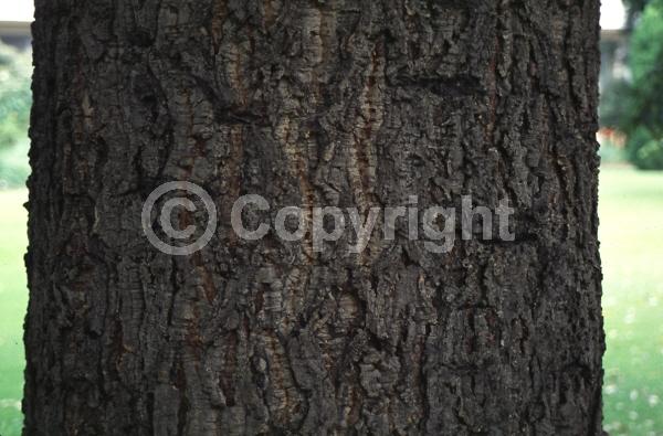 Brown blooms; Semi-evergreen