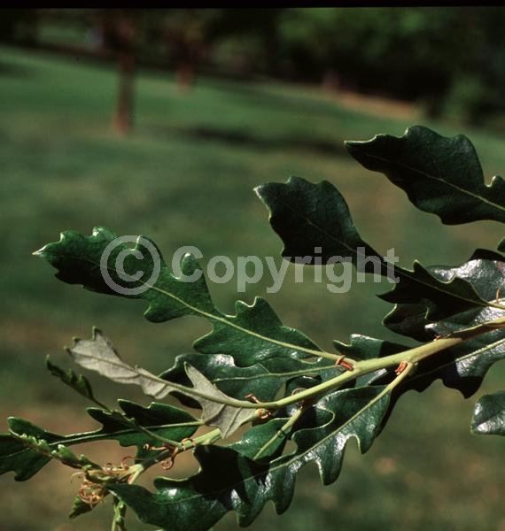 Brown blooms; Semi-evergreen