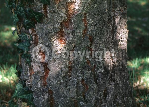 Brown blooms; Semi-evergreen