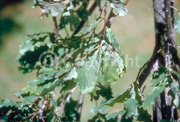 Brown blooms; Deciduous; Broadleaf