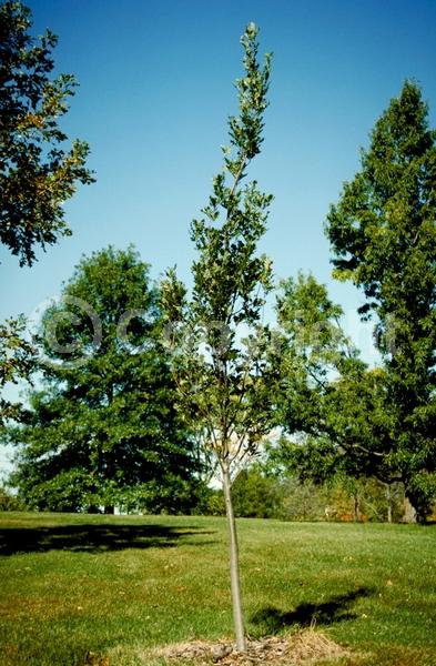 Brown blooms; Deciduous; Broadleaf