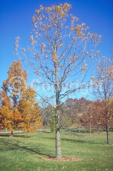 Brown blooms; Deciduous; Broadleaf
