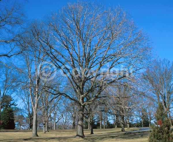 Brown blooms; Deciduous; Broadleaf