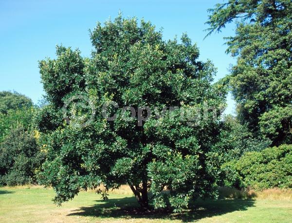 Brown blooms; Semi-evergreen