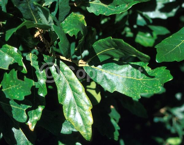 Brown blooms; Semi-evergreen