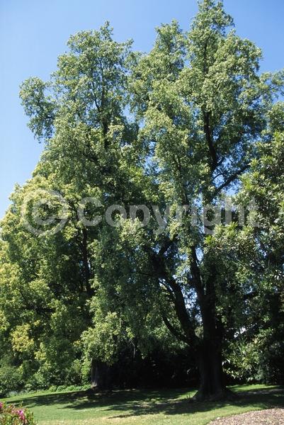 Yellow blooms; White blooms; Evergreen; Broadleaf