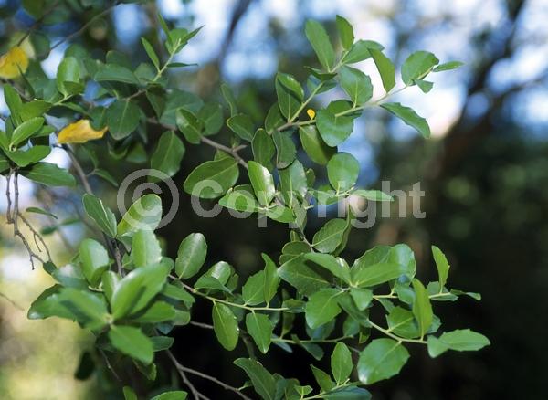 Yellow blooms; White blooms; Evergreen; Broadleaf