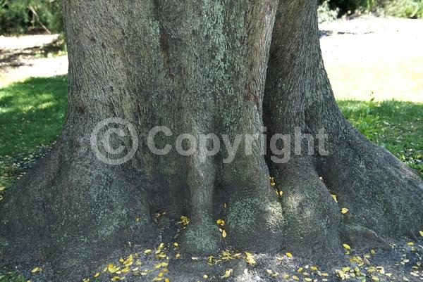 Yellow blooms; White blooms; Evergreen; Broadleaf