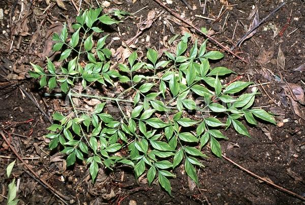 Yellow blooms; Evergreen