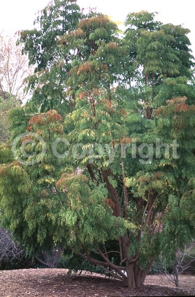 Yellow blooms; Evergreen