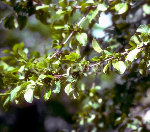 Yellow blooms; Deciduous; Broadleaf
