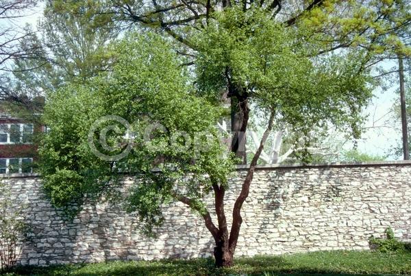 Yellow blooms; Deciduous; Broadleaf