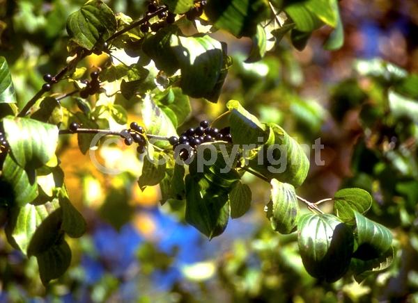 Yellow blooms; Deciduous; Broadleaf