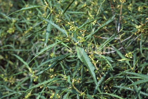 Yellow blooms; Deciduous; Broadleaf