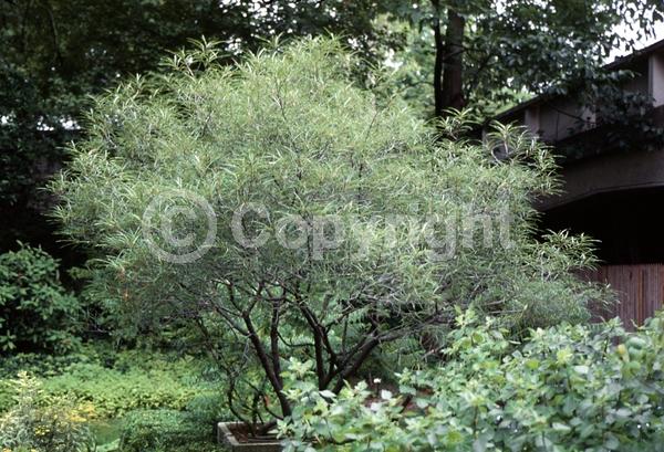 Yellow blooms; Deciduous; Broadleaf