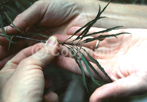Yellow blooms; Deciduous; Broadleaf