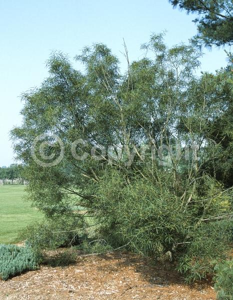 Yellow blooms; Deciduous; Broadleaf