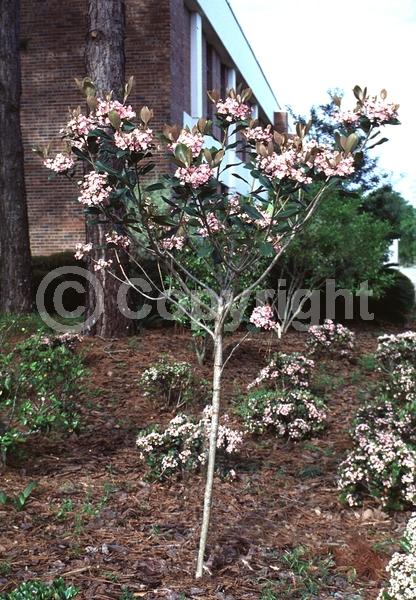 White blooms; Pink blooms; Evergreen