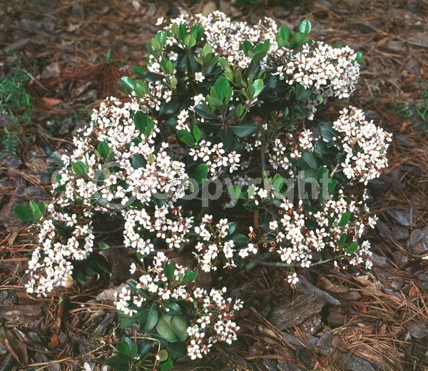 White blooms; Pink blooms; Evergreen