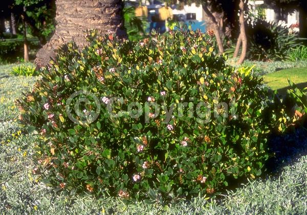 White blooms; Pink blooms; Evergreen