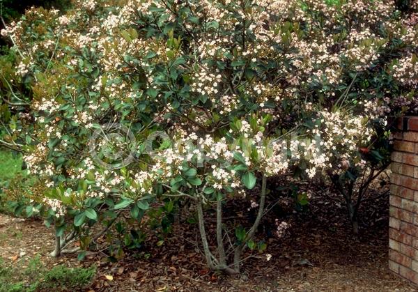 White blooms; Pink blooms; Evergreen