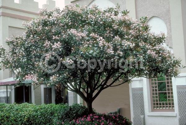 White blooms; Pink blooms; Evergreen