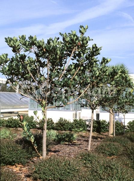 White blooms; Pink blooms; Evergreen