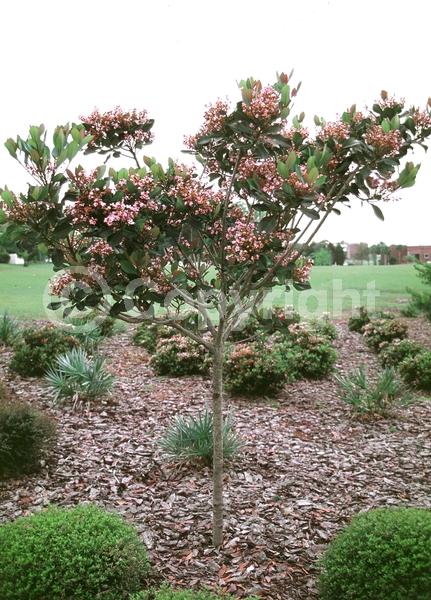 White blooms; Pink blooms; Evergreen