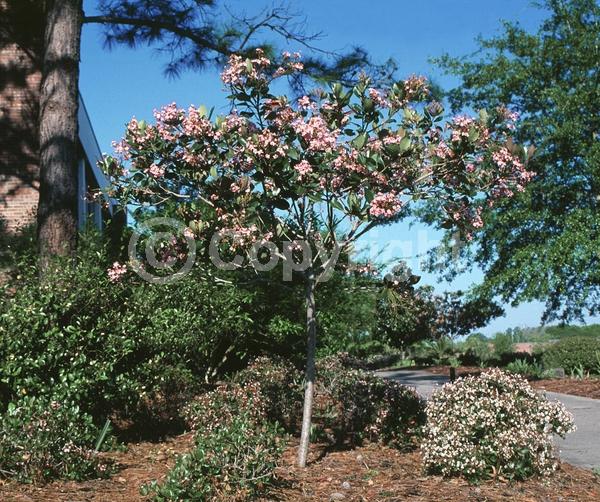 White blooms; Pink blooms; Evergreen