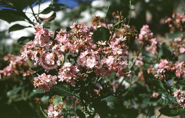 White blooms; Pink blooms; Evergreen