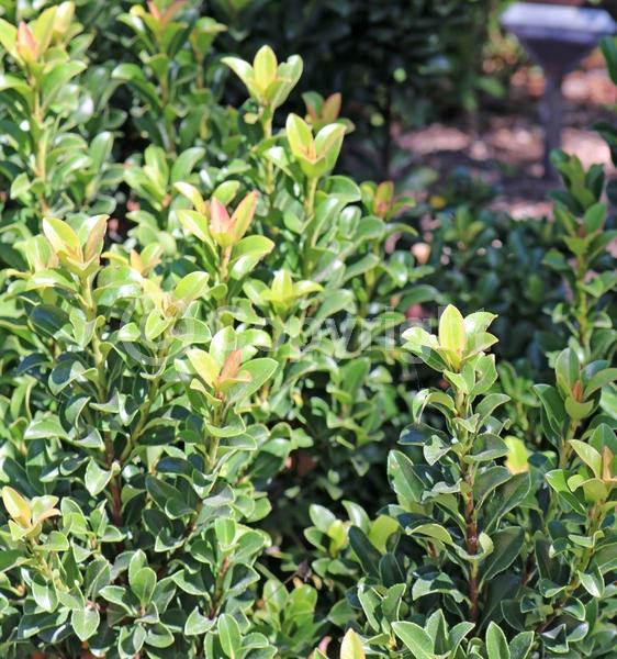 White blooms; Pink blooms; Evergreen