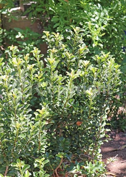 White blooms; Pink blooms; Evergreen