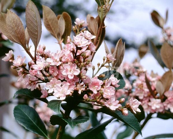 White blooms; Pink blooms; Evergreen