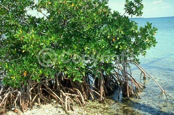 Yellow blooms; Evergreen; North American Native