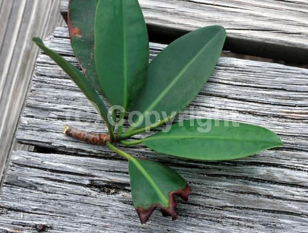 Yellow blooms; Evergreen; North American Native