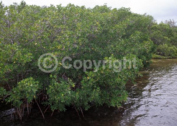 Yellow blooms; Evergreen; North American Native