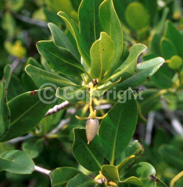 Yellow blooms; Evergreen; North American Native