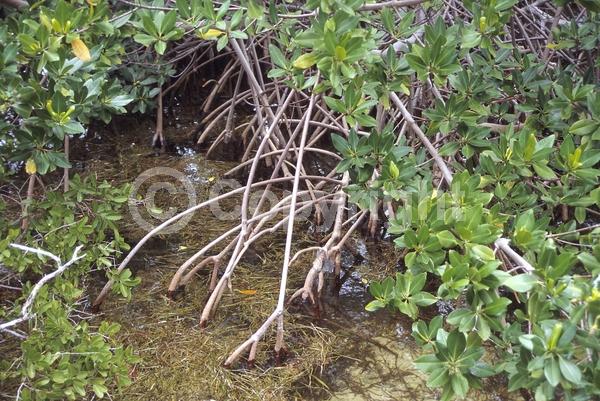 Yellow blooms; Evergreen; North American Native