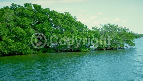 Yellow blooms; Evergreen; North American Native