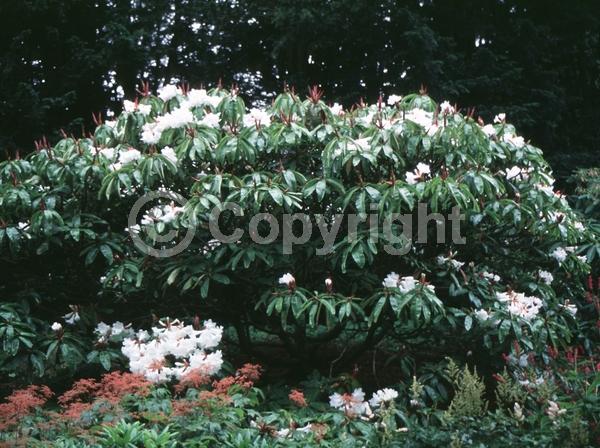 White blooms; Evergreen