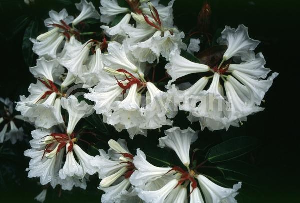 White blooms; Evergreen