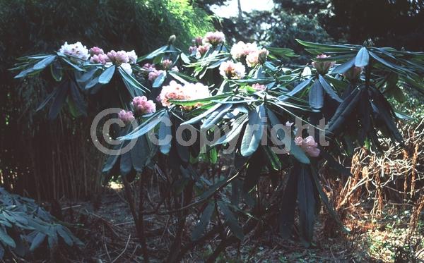 Pink blooms; Evergreen