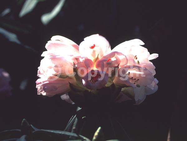 Pink blooms; Evergreen