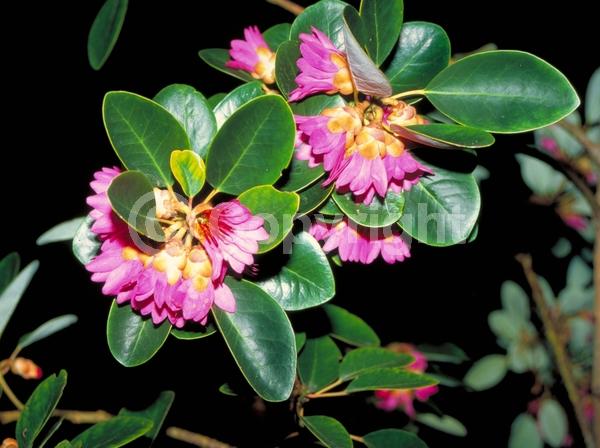 Pink blooms; Evergreen; Needles or needle-like leaf