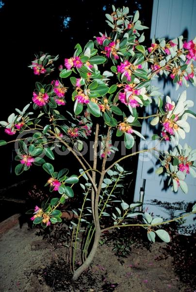 Pink blooms; Evergreen; Needles or needle-like leaf