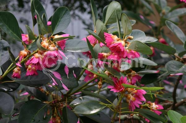 Pink blooms; Evergreen; Needles or needle-like leaf