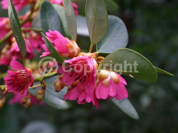 Pink blooms; Evergreen; Needles or needle-like leaf