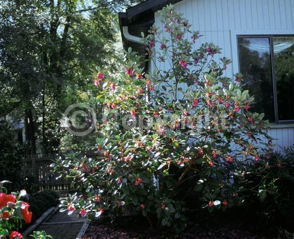 Pink blooms; Evergreen; Needles or needle-like leaf
